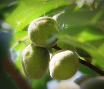 Prunus dulcis