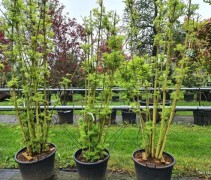 Sambucus nigra 'Golden Tower'