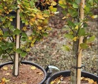 Fagus sylvatica 'Dawyck' - Beuk 'Dawyck' - 1