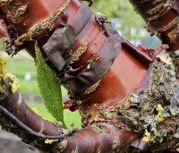 Prunus serrula - Tibetaanse Sierkers - 2
