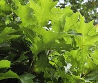 Quercus palustris 'Green Dwarf' - Moeraseik dwergvorm 'Green Dwarf' - 1