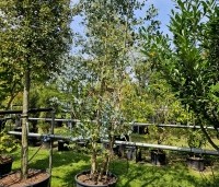 Eucalyptus gunnii - Gomboom - 3