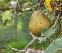 Pyrus com. 'Gieser Wildeman"  - Pyrus com. 'Gieser Wildeman"  - 1