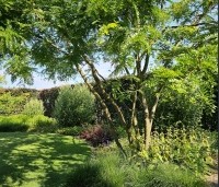 Gleditsia triacanthos 'Sunburst' - Valse christusdoorn - 4