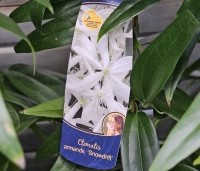 Clematis armandii - Bosrank armandii - op aanvraag cultivar Snowdrift