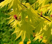 Acer shirasawanum 'Jordan'