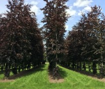 Fagus sylvatica 'Atropunicea' beveerde stammen