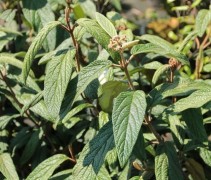 Viburnum rhytidophyllum; sneeuwbal vakbeplanting met groenblijvende struiken