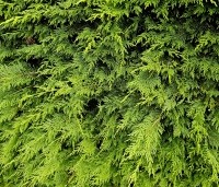 Cupressocyparis leylandii - Leylandcypres - 1
