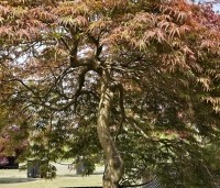 Acer palmatum 'Inaba-shidare' - Japanse Esdoorn 'Inaba-shidare' - 5
