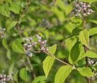 Deutzia hybrida 'Mont Rose' - Bruidsbloem 'Mont Rose' - 2