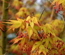 Acer palmatum Katsura