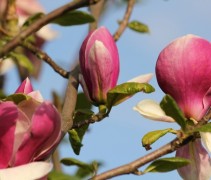 Magnolia soulangeana ‘Lennei’ bloemen