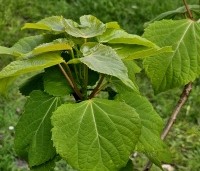 Idesia polycarpa - Oranjekers - blad april 2024