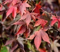 Acer palmatum 'Osakazuki' - Japanse Esdoorn 'Osakazuki' - 2
