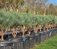 Pinus sylvestris 'Watereri' - Dwerg grove den 'Watereri' - nieuwe partij op de kwekerij van THB in Apeldoorn voorjaar 2026