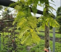 Metasequoia glyptostroboides 'Gold Rush' - Chinese Moerascipres 'Gold Rush' - 4