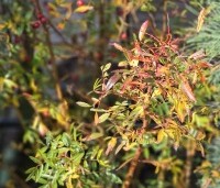 Rosa nitida - Glansroos - 2