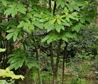 Castanea sativa - Tamme kastanje  - meerstammige boom in bostuin