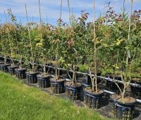 Parrotia persica 'Bella' - Perzisch IJzerhout - augustus vak H