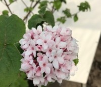 Viburnum carlesii 'Aurora' - Koreaanse Sneeuwbal 'Aurora' - 1