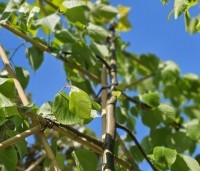 Tilia x europaea 'Pallida' - Koningslinde - 2