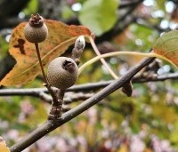 Pyrus calleryana 'Chanticleer' - Sierpeer - 2