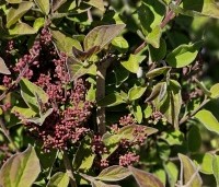 Syringa microphylla 'Superba' - Sering 'Superba' - 1