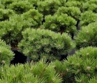 Pinus nigra 'Nana' - Oostenrijkse dwergden - 2