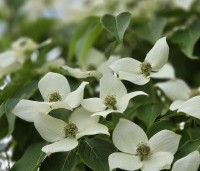 Cornus kousa 'China Girl' - Japanse grootbloemige kornoelje - 1
