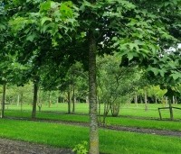 Liquidambar formosana var. monticola - Taiwanese amberboom - 3