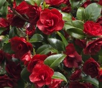 Camellia japonica 'Black Lace' - Camellia 'Black Lace' - 1