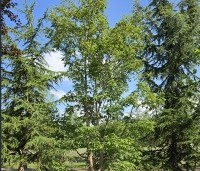 Acer triflorum - Driebloemige esdoorn - 4