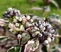 Cornus alba 'Sibirica Variegata' - Kornoelje 'Sibirica Variegata' - 2