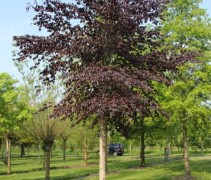 Fagus sylvatica 'Atropunicea' / rode beuk halfhoog