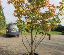 Perzisch IJzerhout 'Bella' (boomvorm) is leverbaar in container (kuip) of draadkluit in het najaar vanaf oktober.