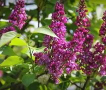Syringa vulgaris 'Charles Joly'