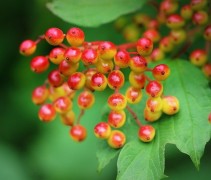 Viburnum opulus