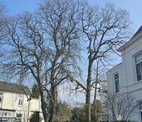 Quercus robur - Zomereik - 1