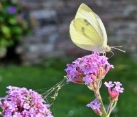 Verbena bonariensis - IJzerhard - 1