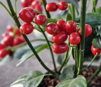 Aucuba japonica 'Rozannie' - Broodboom 'Rozannie' - 3
