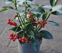 Aucuba japonica 'Rozannie' - Broodboom 'Rozannie' - 2