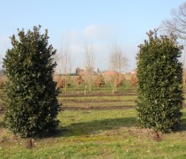 Ilex altaclerensis 'Camelliifolia'