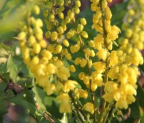Mahonia media 'Winter Sun' is een vroeg in de winter bloeiende Mahoniestruik