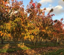 Prunus serr. 'Shirofugen'