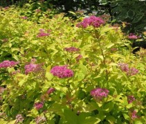 Spiraea jap Golden Princess