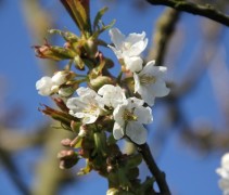 Prunus Avium