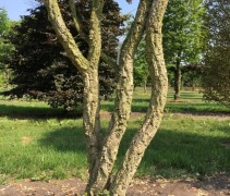 Quercus suber, kurkeik