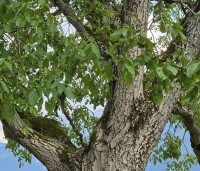 Juglans regia - Walnoot - 2