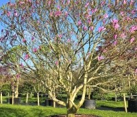 Magnolia 'Susan' - Beverboom - 5